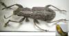 Charagmus sp.